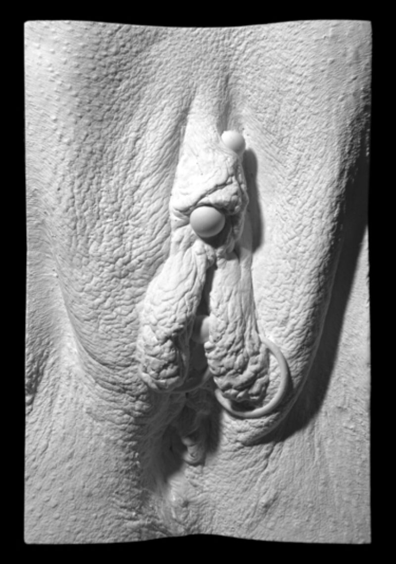 plaster cast of a vulva from The Great Wall of Vagina showing outer labia and vch piercings